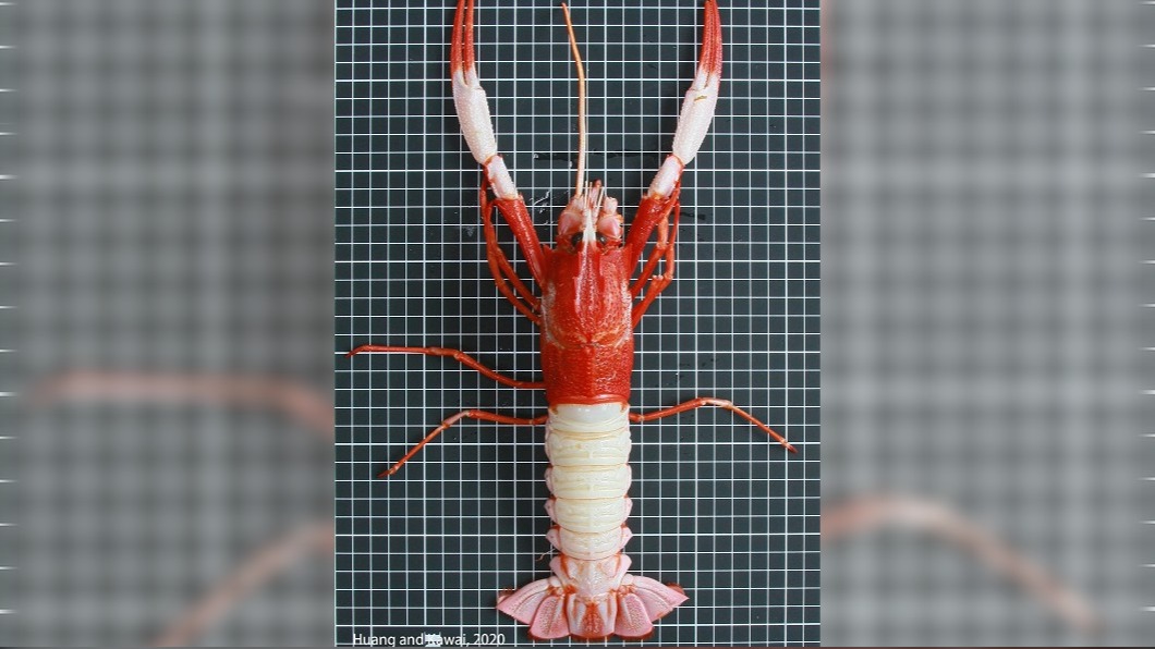 東沙捕獲金絲猴蝦 登錄台灣新紀錄種「海神後海螫蝦」