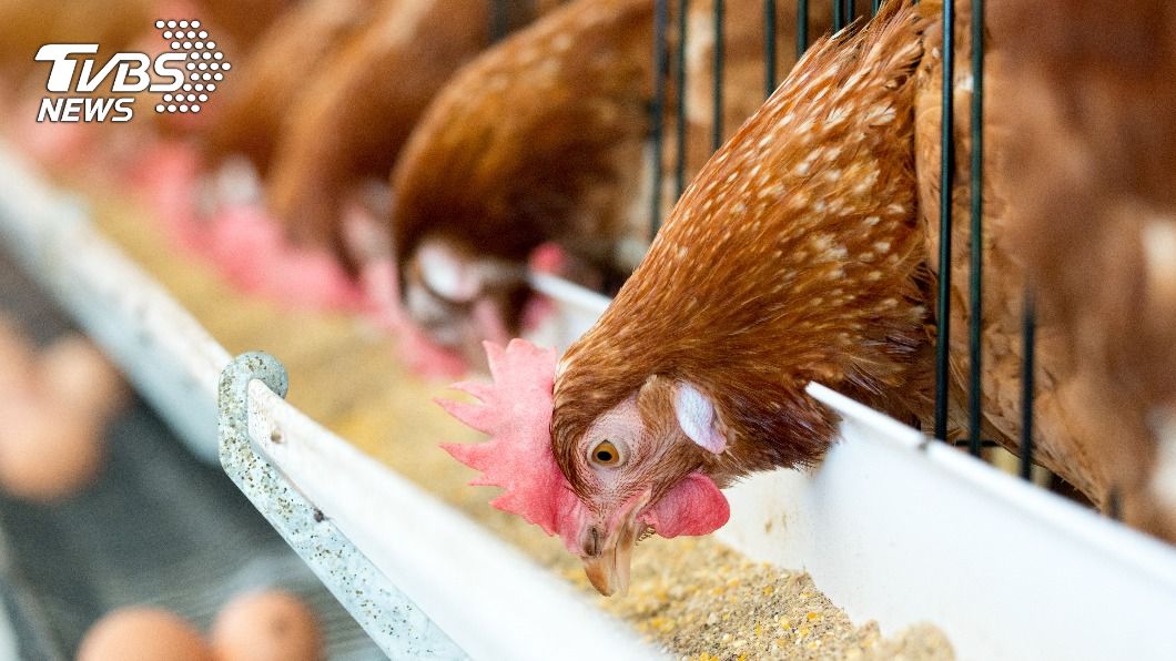 飼料添加物可用抗菌劑剩9項　4年內再減3種