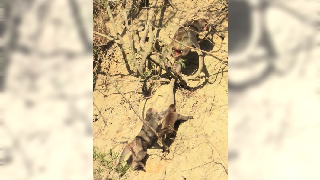 疑缺水危機沒水喝 火炎山台灣獼猴群入侵橘子園