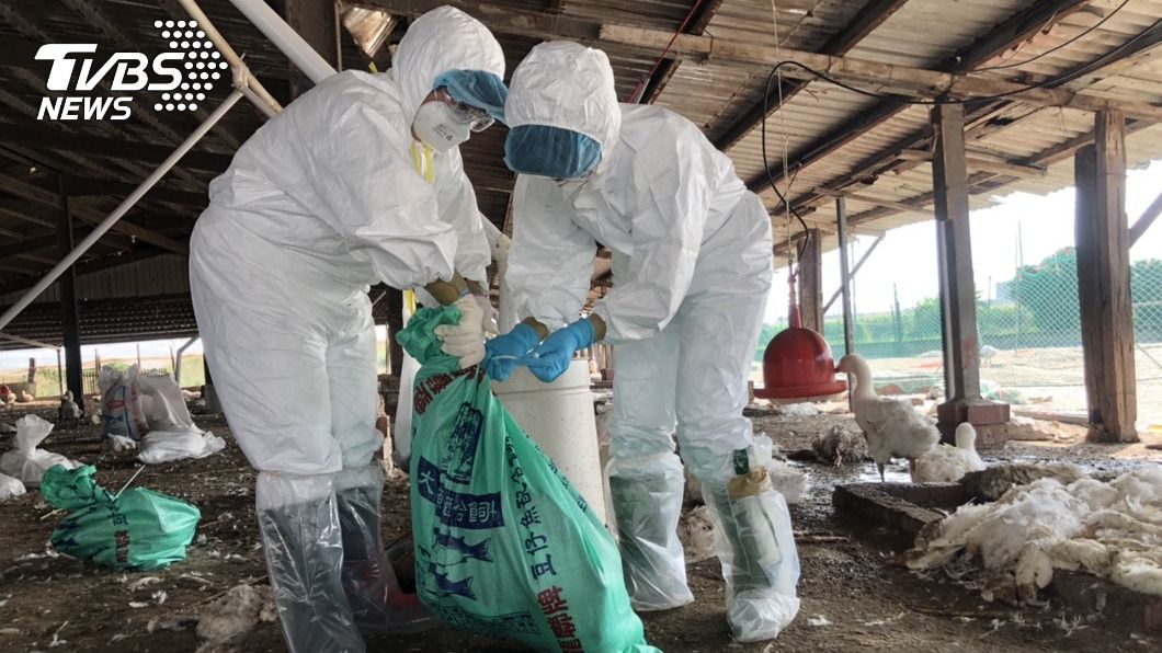 嘉義縣肉鵝染禽流感 飼主通報完成撲殺清場