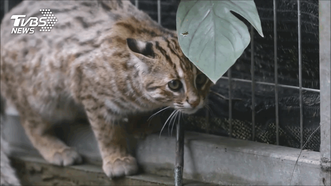 石虎飛飛疑為抓老鼠脫逃　北市動物園將補強仿岩