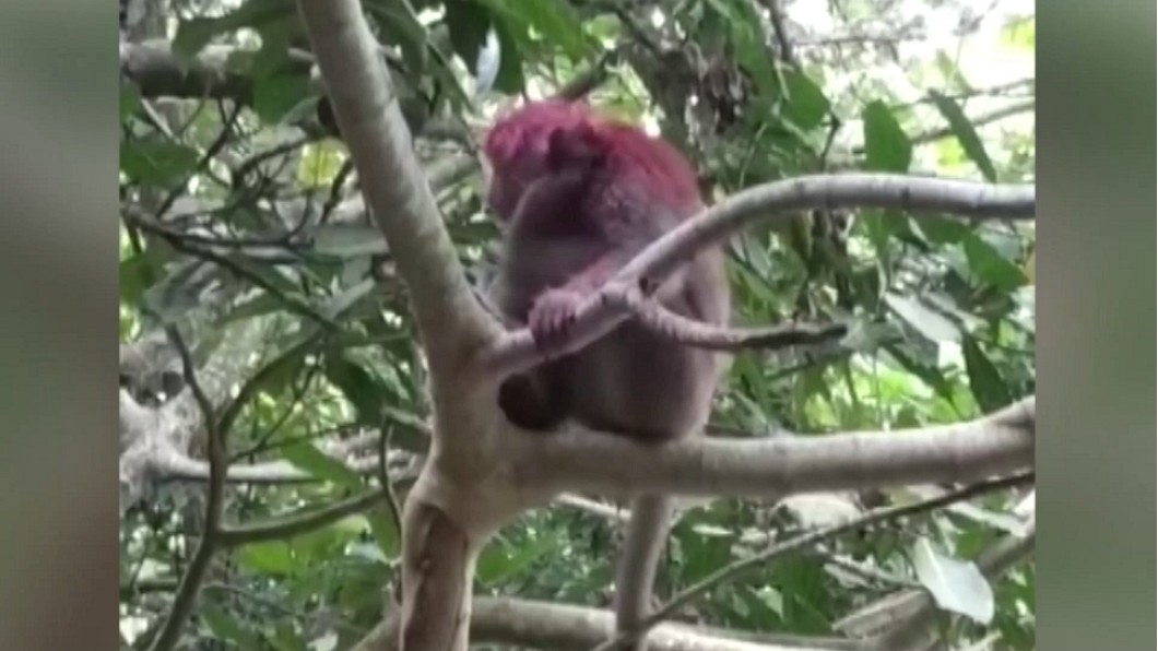 圖/台灣獼猴吱吱黨提供