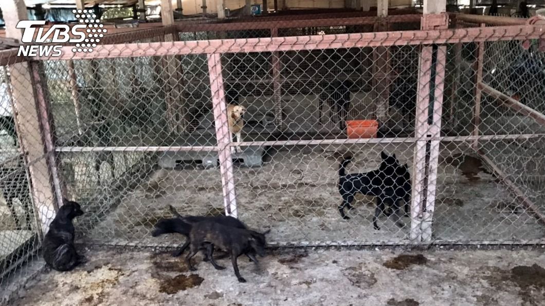 嘉義狗場驚見「狗吃狗」 家畜所函送飼主再罰近9萬
