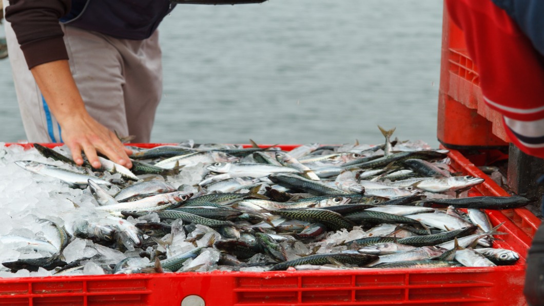 呷嘸當季貨!氣候變遷催日本「魚食文化」變