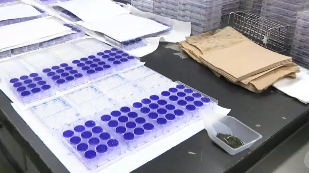 對抗新冠病毒有解? 日本研究:紅茶最有用