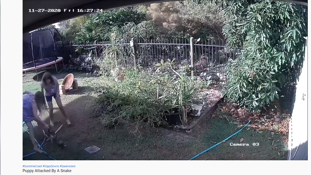 女飼主英勇將蟒蛇拉開。（圖／翻攝自Wolf Hope YouTube）