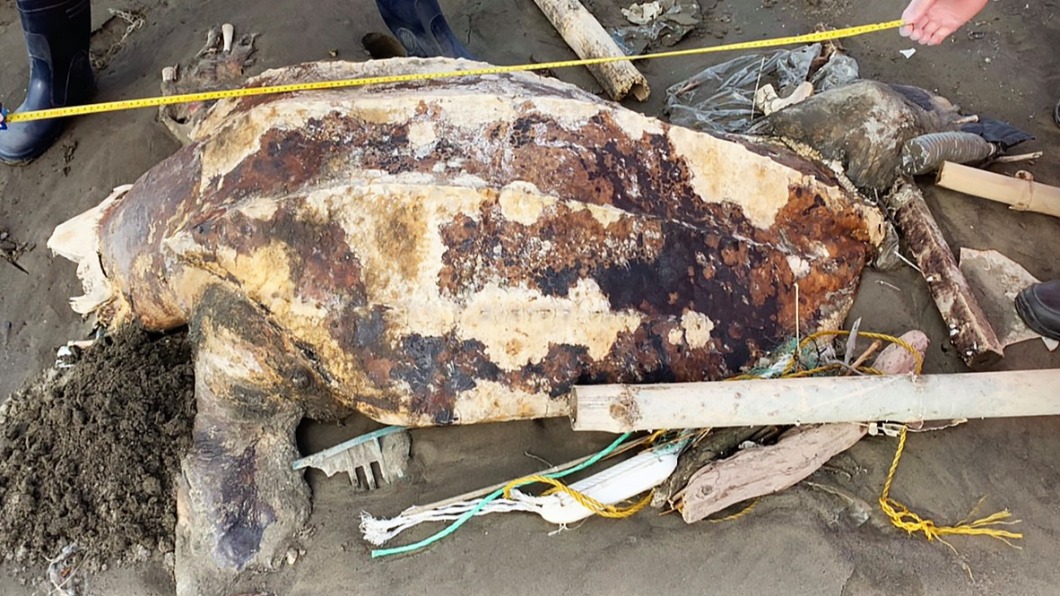 塑膠垃圾沙灘伴屍 「世界最大海龜」慘死雲林惹鼻酸