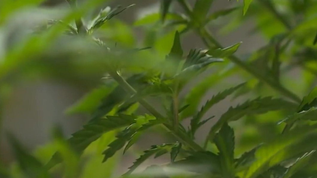 聯合國開綠燈! 歷史性承認藥用大麻