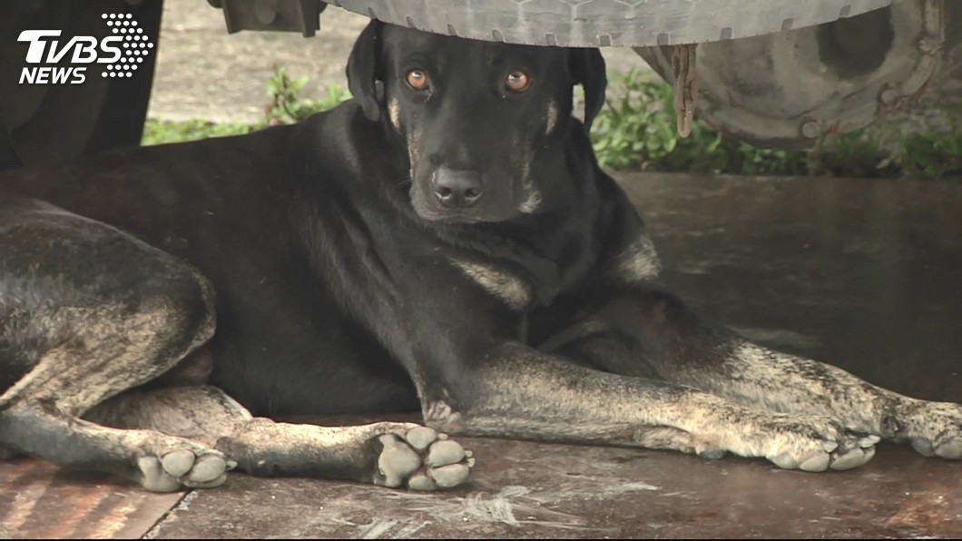 養10多年愛犬突抓狂 7旬婦餵食遭牠狠咬慘死