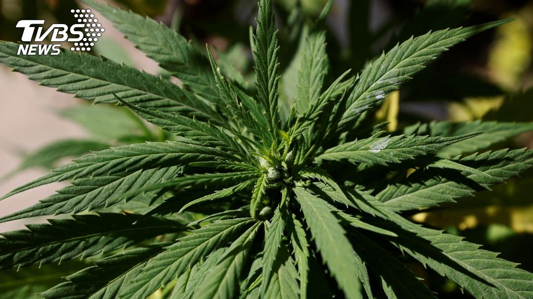 聯合國機構鬆綁對大麻管制 從最危險藥品清單移除