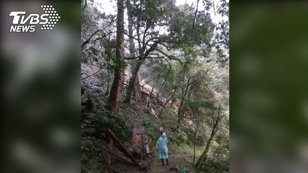 桃園山區連日降雨 拉拉山千年紅檜巨木倒地
