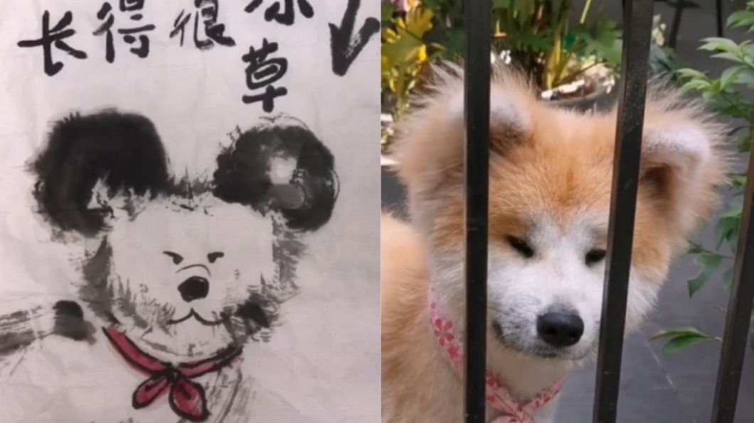 狗狗本尊曝光,讓網友笑稱善心人士根本是靈魂畫家,(圖/翻攝自微博)
