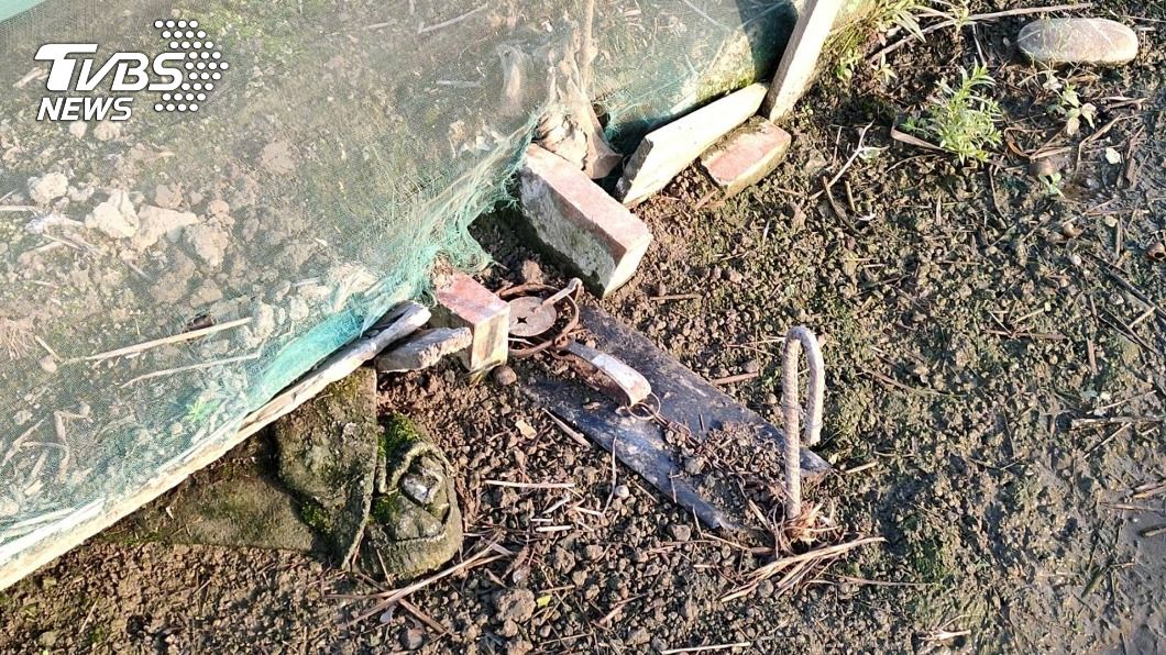 農夫為除鼠害使用捕獸鋏。(圖/中央社)