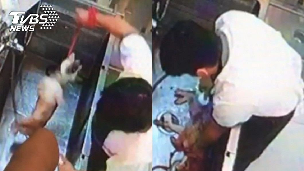 寵物美容業者重摔柴犬，導致其跛腳、斷齒、右眼充血。（合成圖／新北市動保處提供）
