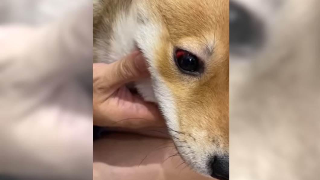 狗兒遭虐右眼受傷充血。（圖／翻攝自「柴犬大學 下課10分鐘」）