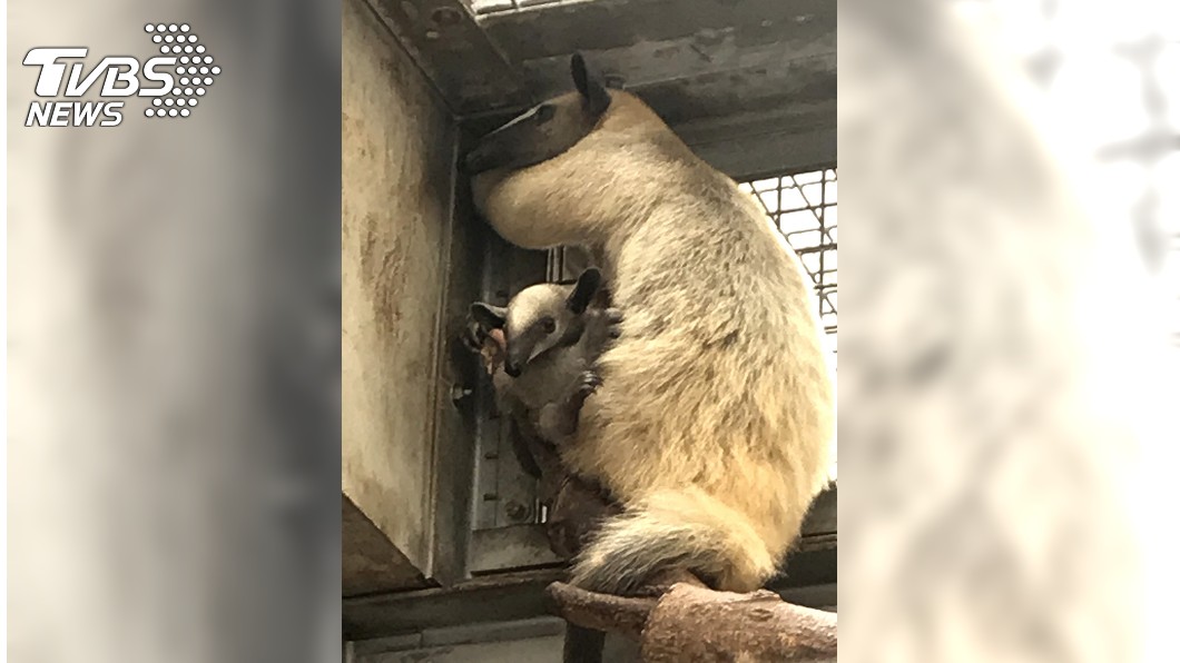 食蟻獸小紅結束流浪 北市動物園盼尋獲石虎飛飛