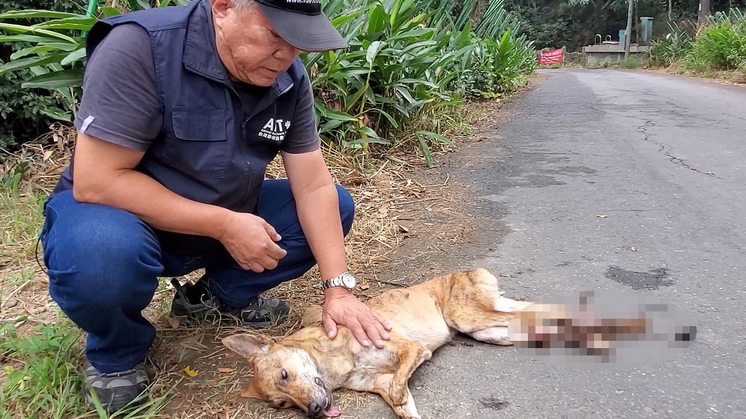 六龜山區捕獸夾傷流浪犬 2犬流血白骨外露