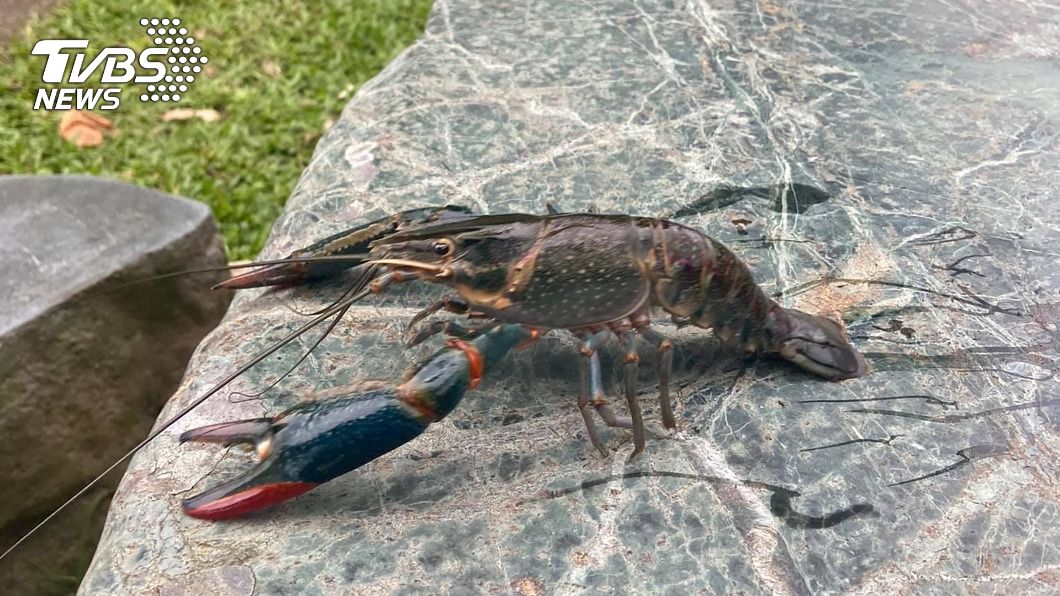 日前有民眾在鯉魚潭發現紅鰲螯蝦。(圖/中央社)