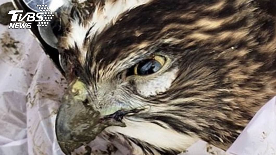 關渡平原大量野鳥遭毒死 驚見保育類鳳頭蒼鷹