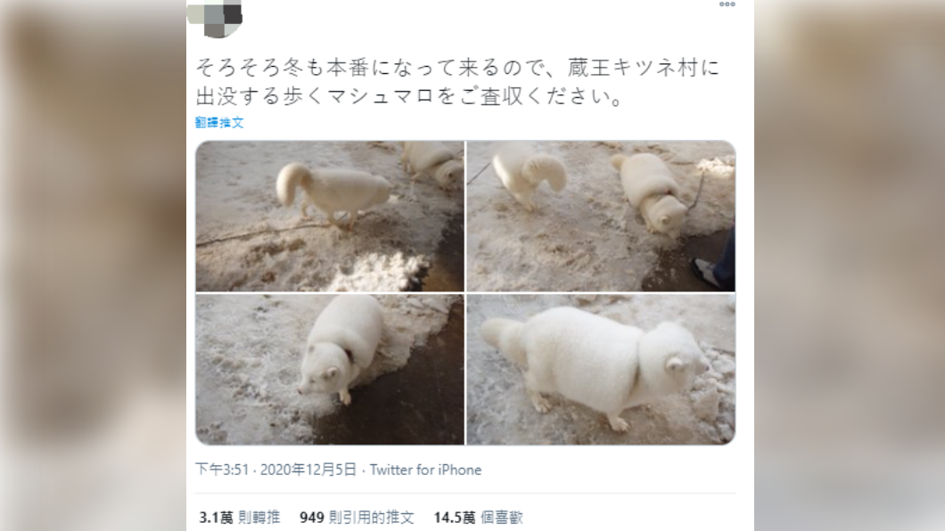 日本遊客將北極狐冬天的樣子PO上網。(翻攝自Twitter)