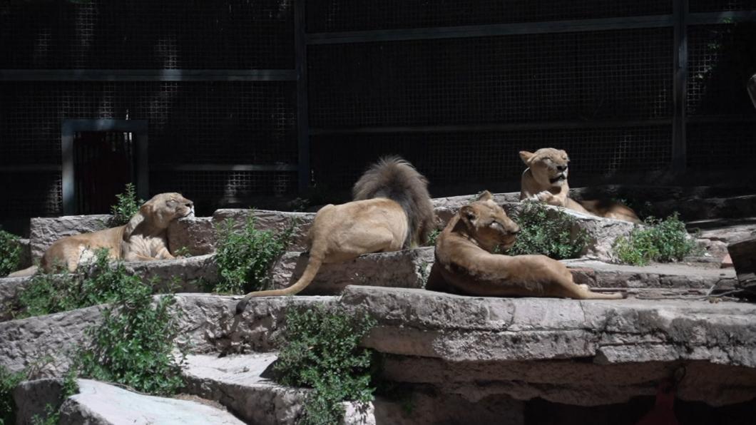 疑遭人傳染 巴塞隆納動物園4隻獅子確診