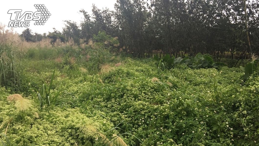 小花蔓澤蘭進入花期 避免種子擴散暫停除蔓