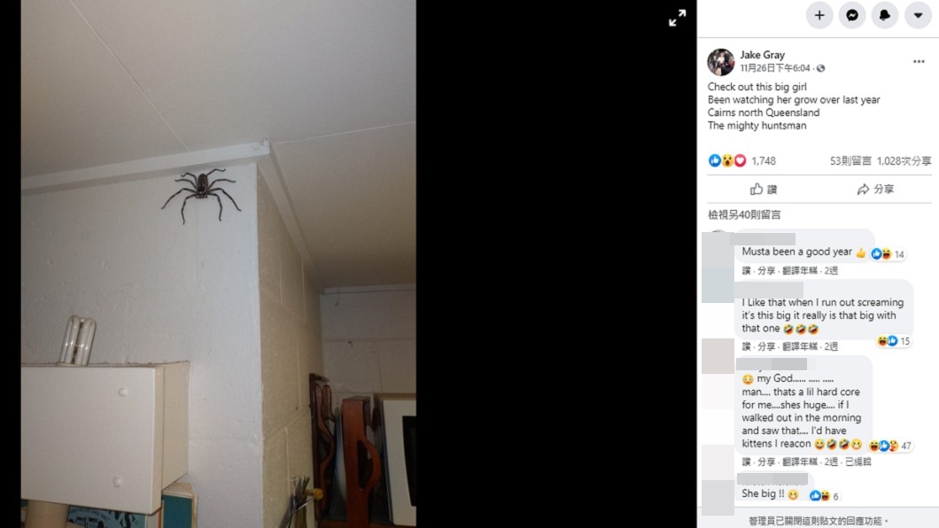 (圖/翻攝自Australian spider identification page臉書)