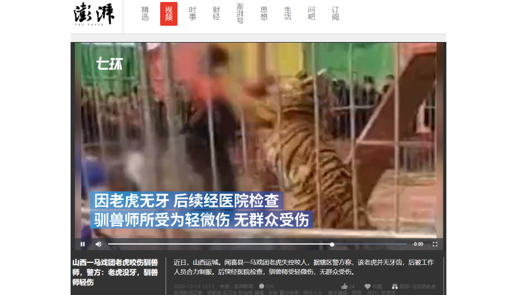 馬戲團老虎抓狂撕咬馴獸師。(圖/翻攝自澎湃新聞)