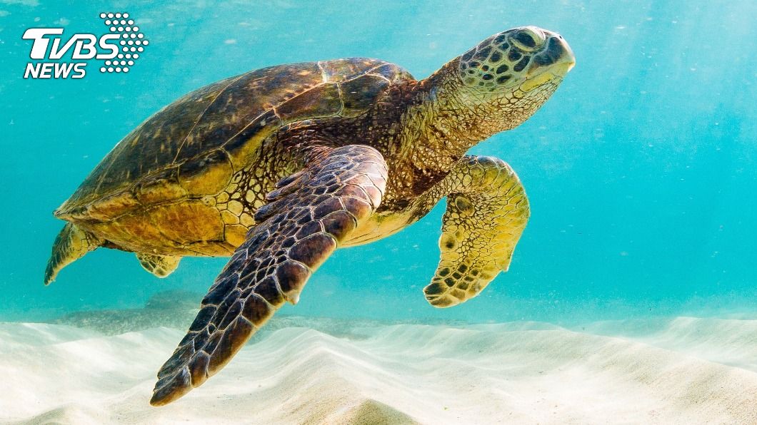 海龜卡流刺網喪命 潛水教練幫「人工呼吸」救不成痛心