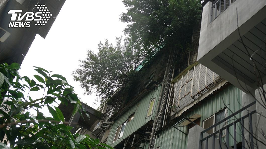 北市公寓頂樓設魚池、陽台長樹 建管處:會現勘