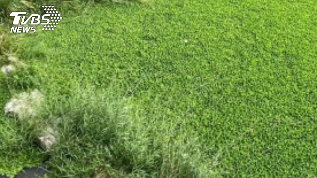 水芙蓉爆發盤據南湖溪 大湖莓農憂影響灌溉