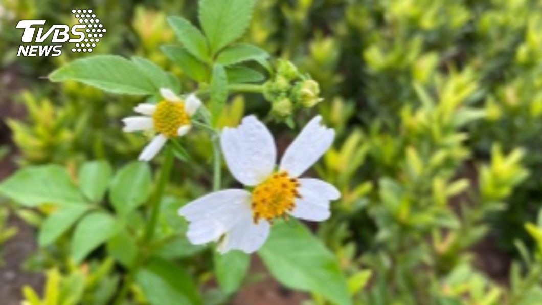 蜂農為蜜源引進大花咸豐草 農業局盼勿蔓延