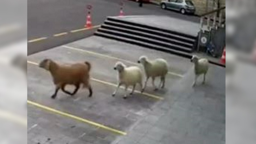 圖/翻攝环视频 微博