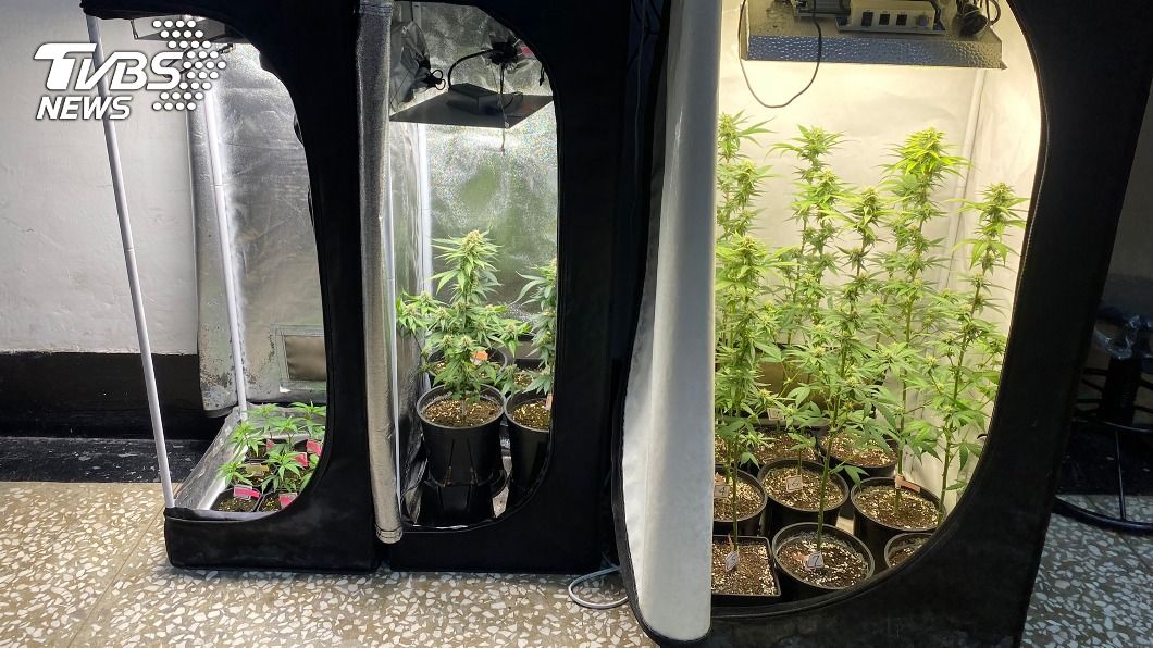 高雄男子自學種大麻吸食 落網稱為舒緩炒股壓力