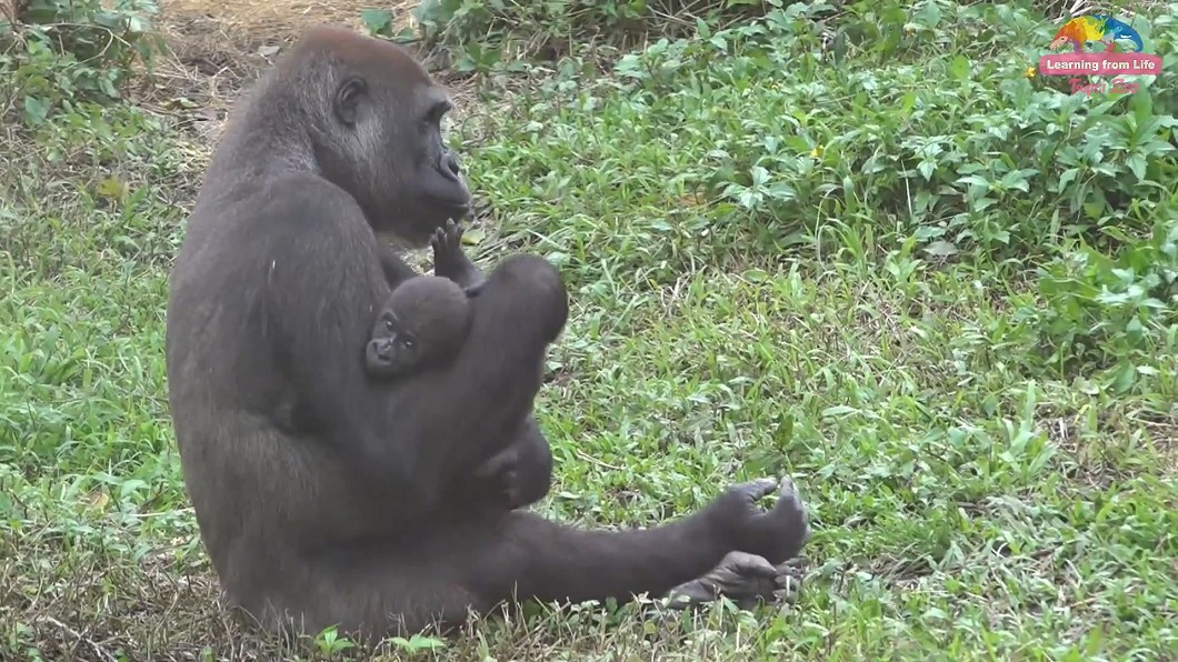 圖/翻攝自臺北市立動物園