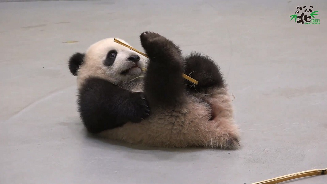 圖/翻攝自臺北市立動物園