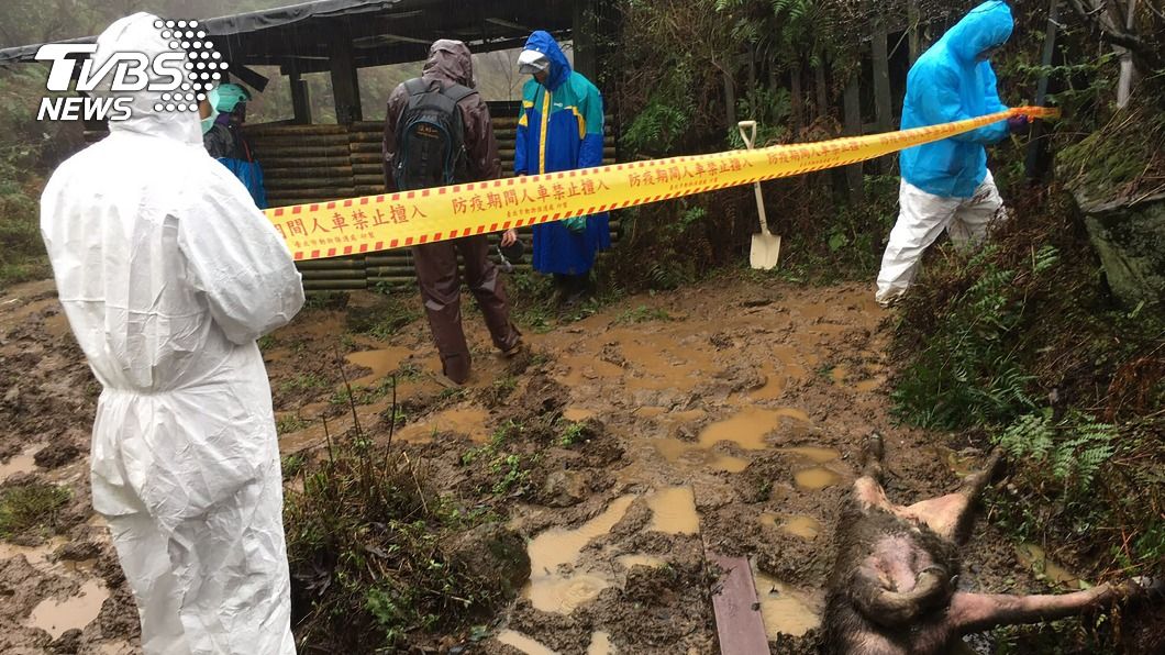 陽明山國家公園野化牛隻陸續死亡。（圖／中央社）