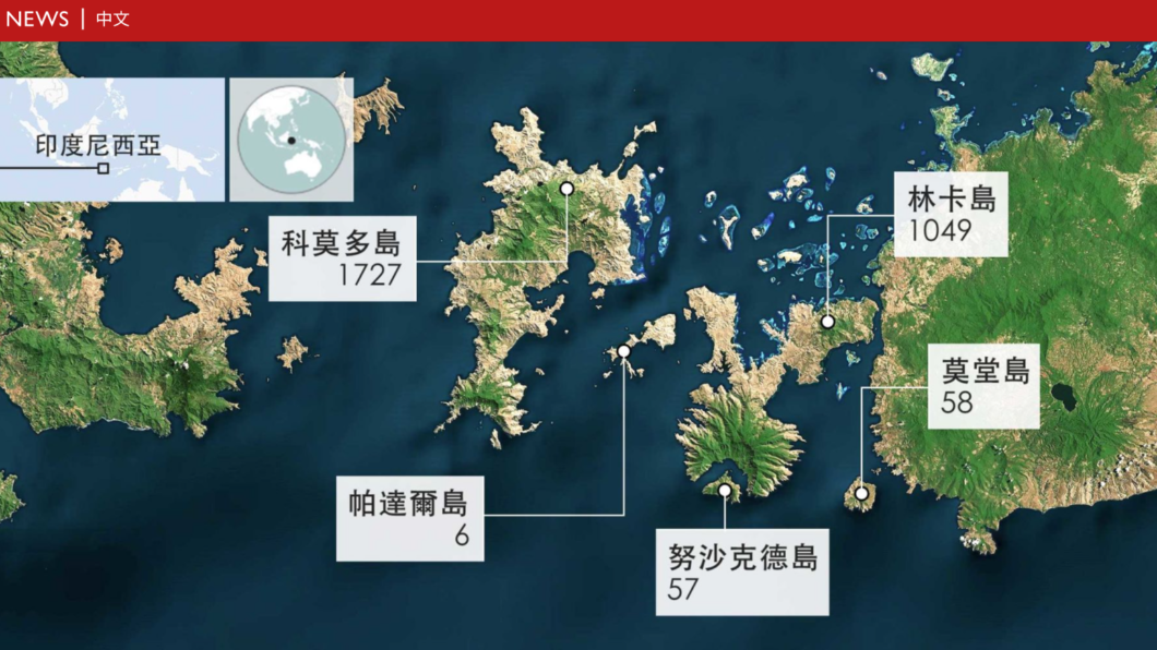科摩多巨蜥在印尼4個小島的數量。(圖/翻攝自BBC)