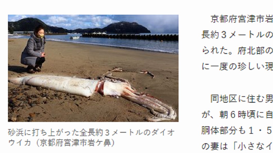(圖/翻攝自《京都新聞》)