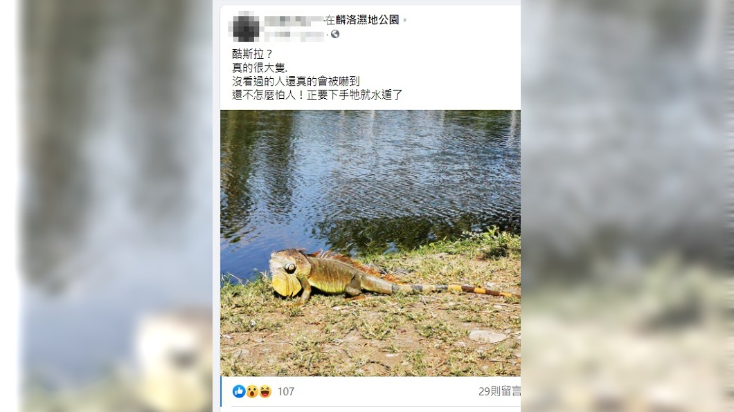 酷斯拉樂園？屏東「綠鬣蜥群」曬太陽　民眾：完全不怕人
