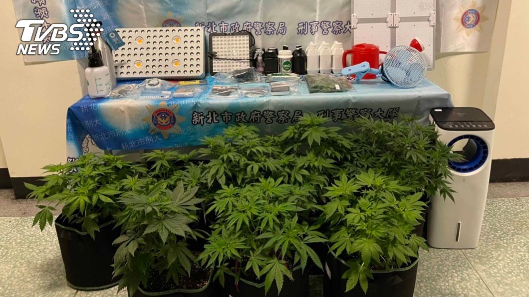 李姓男子當自耕農種大麻。（圖／中央社）