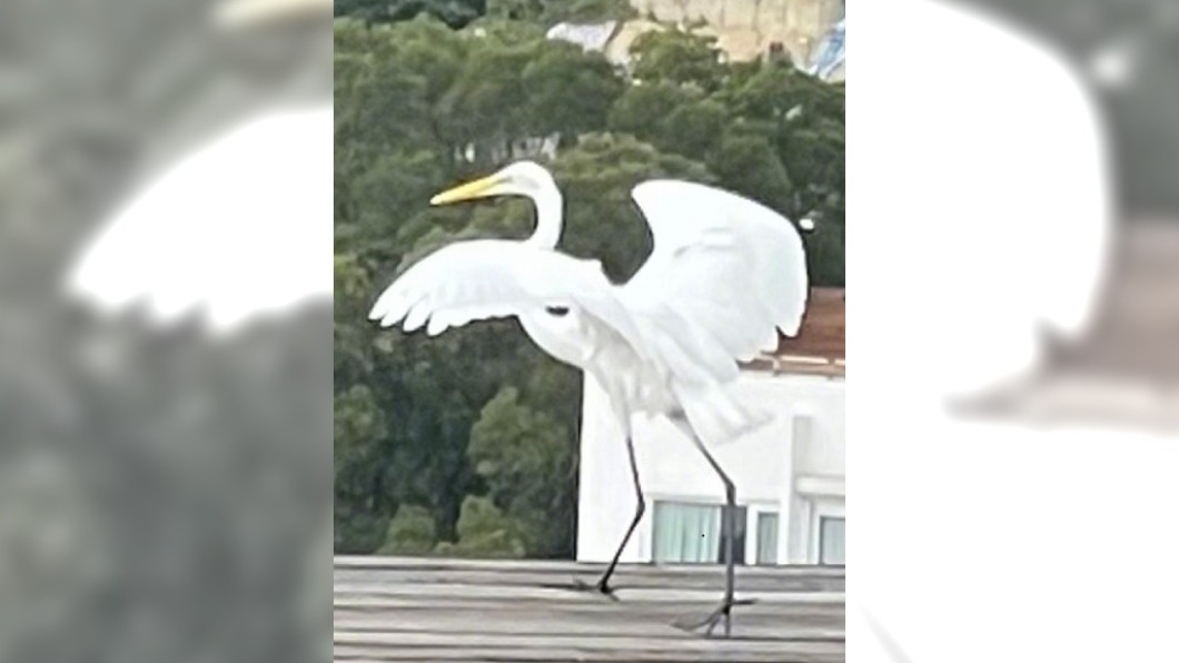 圖/翻攝自林青霞微博