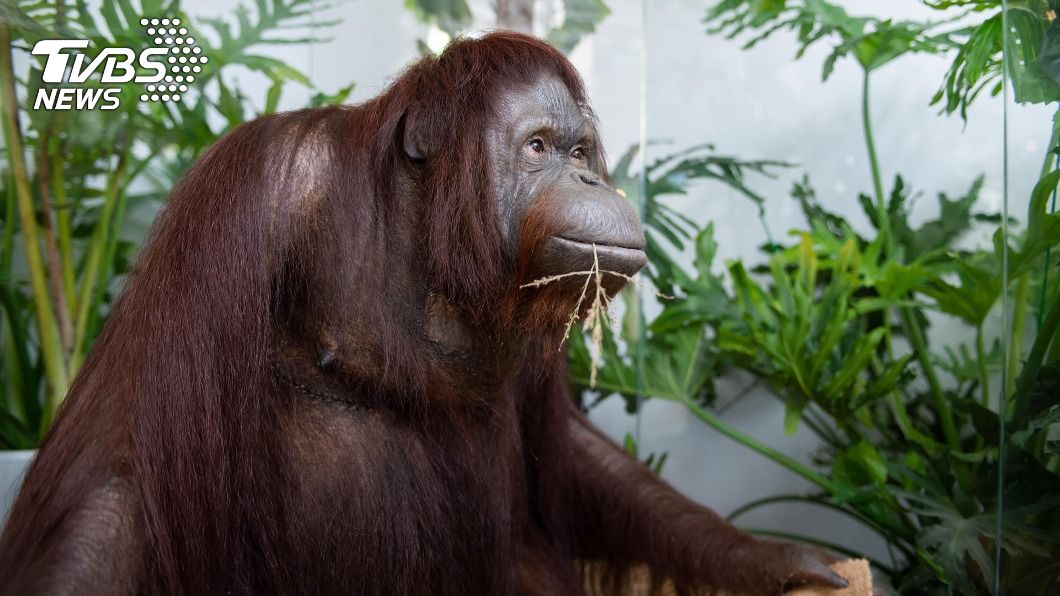 新竹動物園邀民眾「扮動物」開派對 歡慶1週年