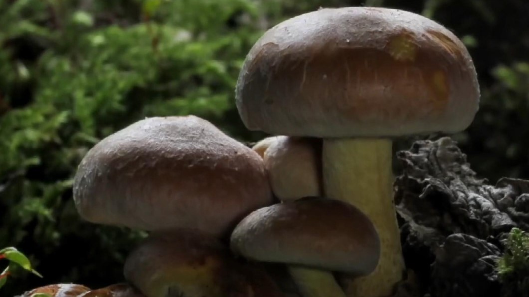 美國夯吃菇菌 新創業者超市種菇新鮮賣