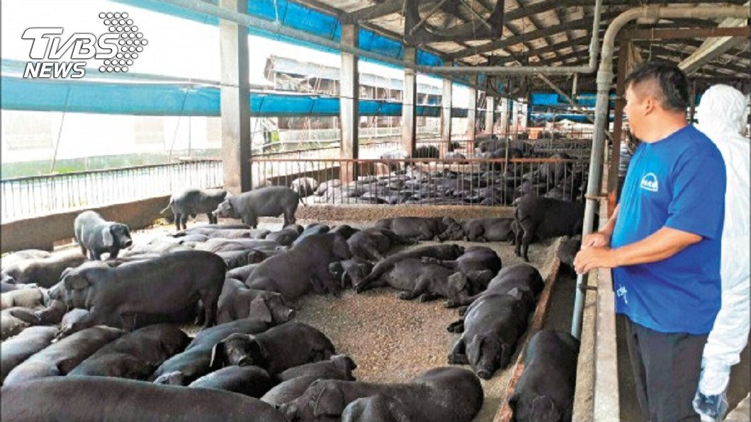 萊豬登台倒數 新北市府:廚餘只回收「台灣豬」