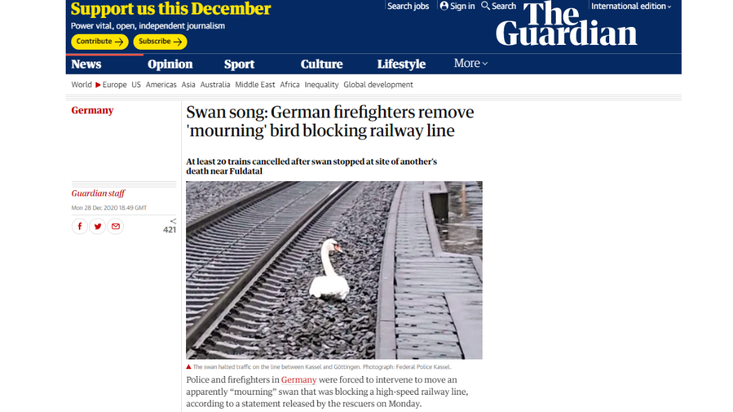 天鵝在軌道上哀悼伴侶。(圖/翻攝自The Guardian)