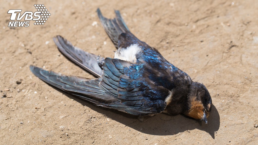 百萬隻鳥離奇暴斃　死前「呆望路邊」送驗曝真相