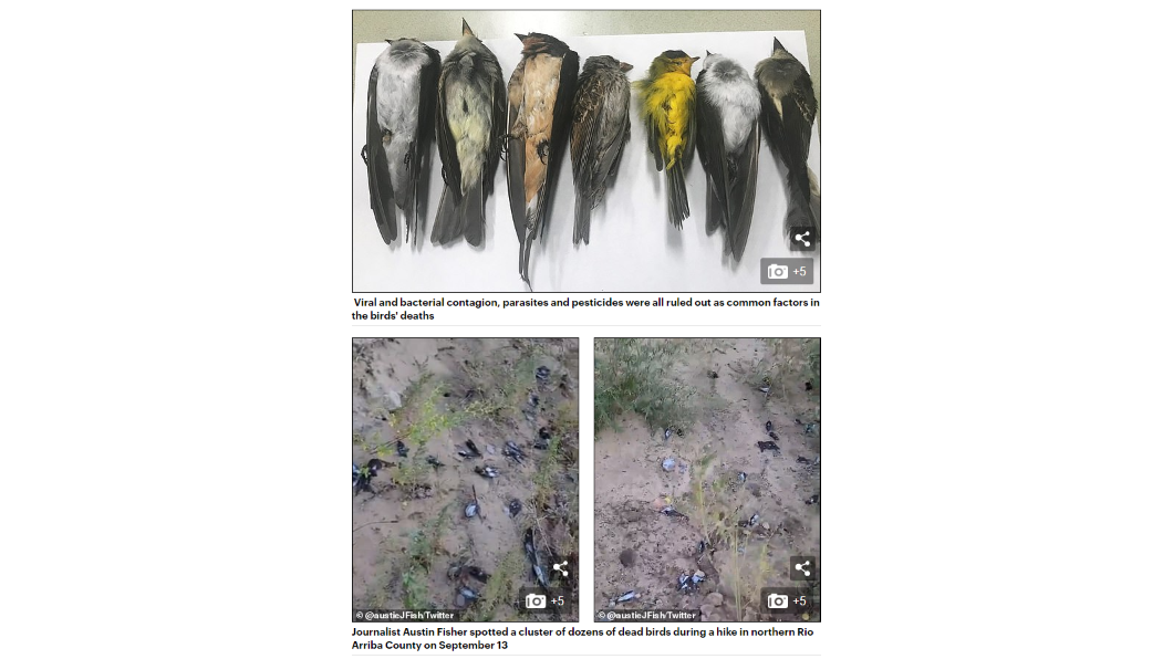美國發生鳥類大規模死亡事件。(圖/翻攝自Daily Mail)