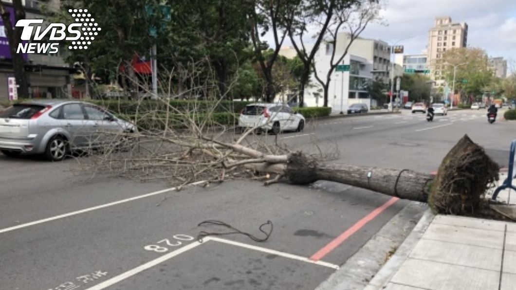 寒流釀災!各地強風狂灌 路樹、鷹架倒塌