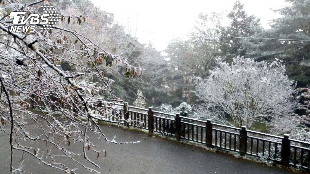太平山結霧淞、向陽下冰霰 宛如童話故事雪白世界